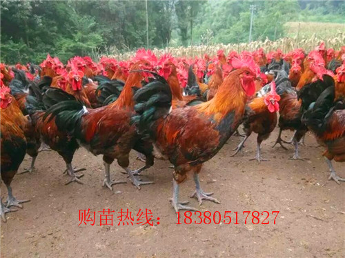 甘肅武都血毛土雞苗什么價格,血毛土雞苗出售