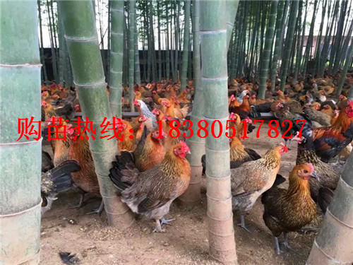 重慶長壽瑤雞苗多少錢,瑤雞苗采購