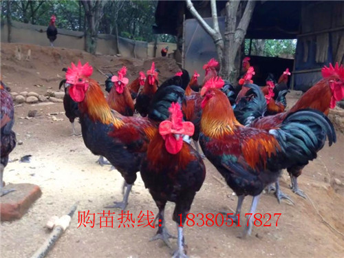 甘肅武都血毛土雞苗什么價格,血毛土雞苗出售