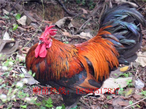 四川廣元香雞苗行情,香雞苗廠家