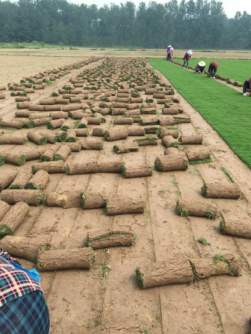 福建馬尼拉草卷  福建馬尼拉草卷價格  福建馬尼拉草卷批發(fā)