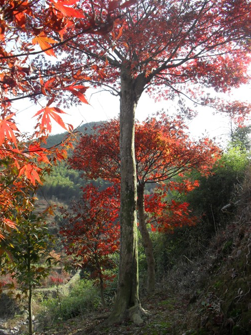 浙江紅楓供應商 紅楓基地 紅楓供應商 紅楓廠家