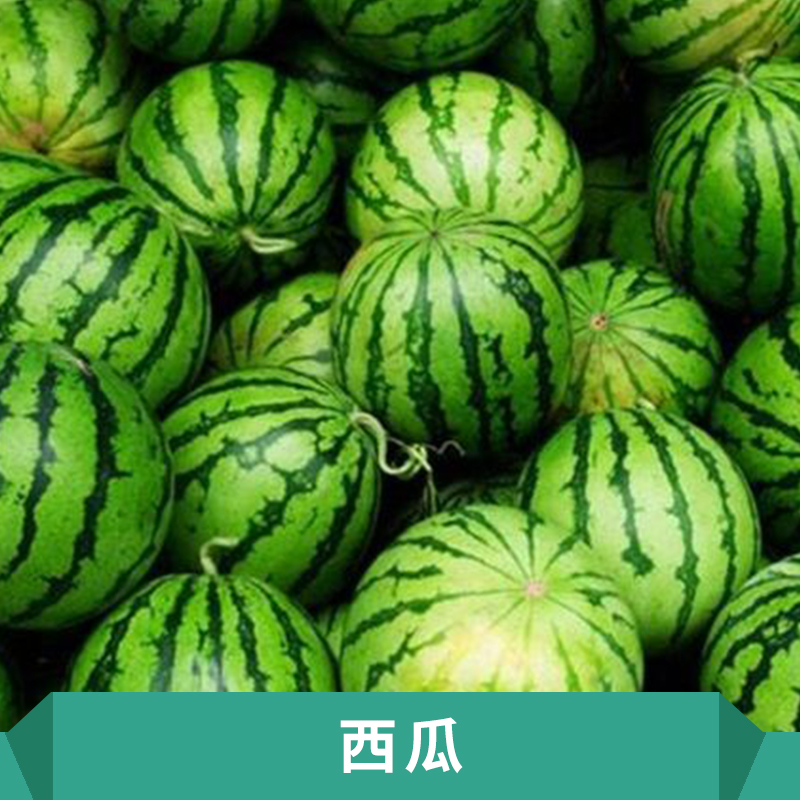 供應(yīng)西瓜批發(fā) 西瓜直銷 西瓜收購 西瓜種子 西瓜加盟