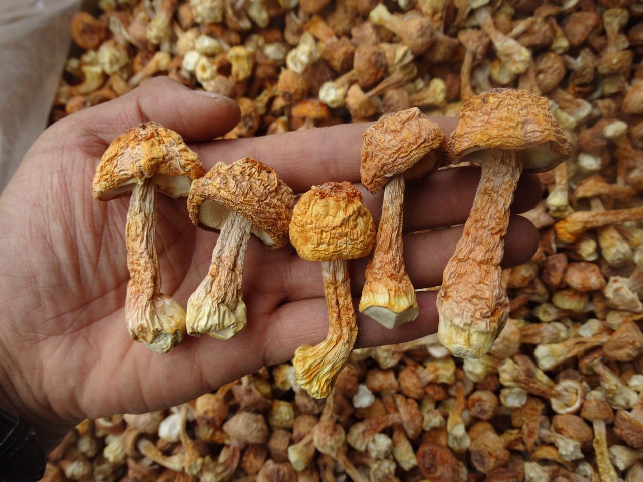 姬松茸菌姬松茸菌批發(fā)姬松茸菌供應(yīng)商姬松茸菌報價 姬松茸菌哪里好