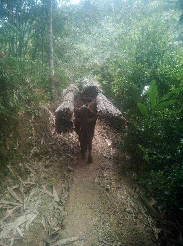 廣東馬隊運輸隊 廣東馬隊運輸 福建馬隊運輸 江西馬隊運輸