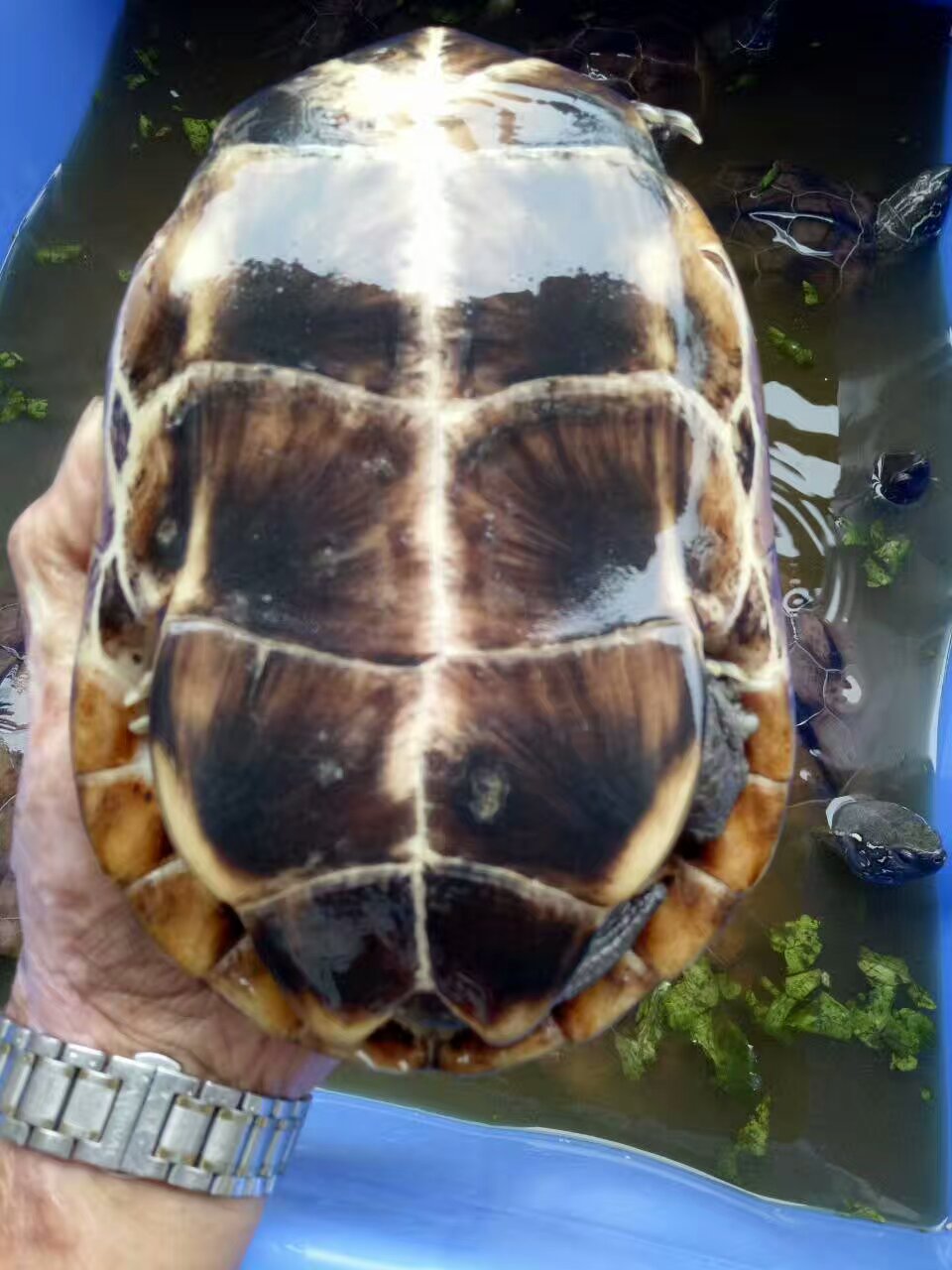 *苗養(yǎng)殖場批發(fā)價格｜*種苗哪里有