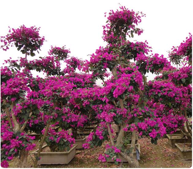 供應(yīng)漳州三角梅、直銷漳州三角梅、漳州三角梅價(jià)格