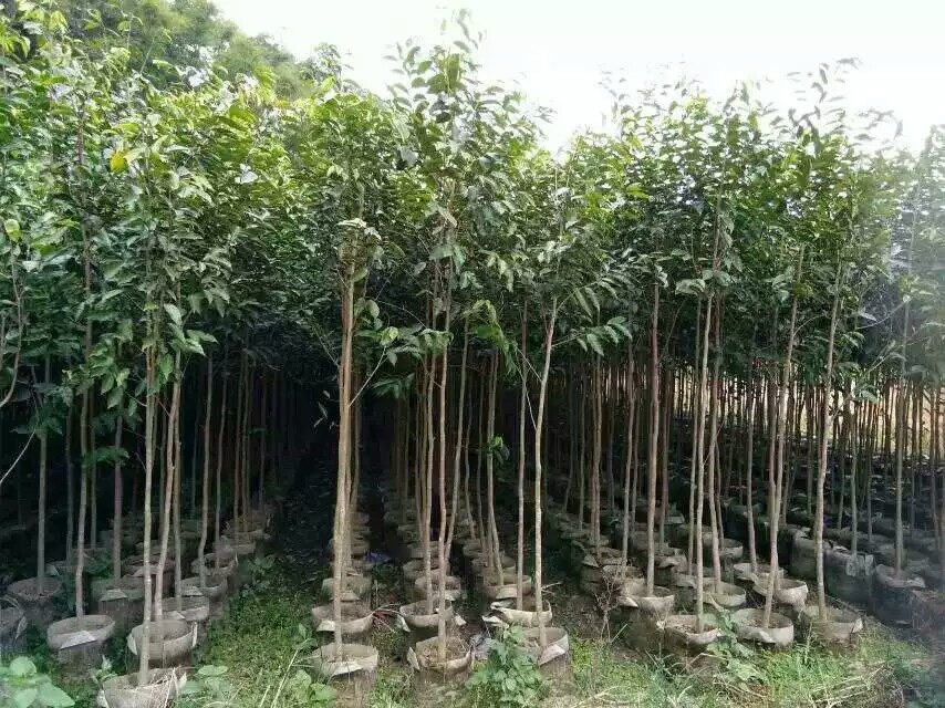 茂名沉香大袋苗種植基地采購 批發(fā)價格 供應(yīng)商直銷 沉香大小袋苗