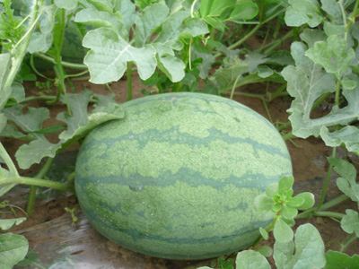 供應(yīng)陜西西瓜、批發(fā)陜西西瓜/陜西西瓜價格