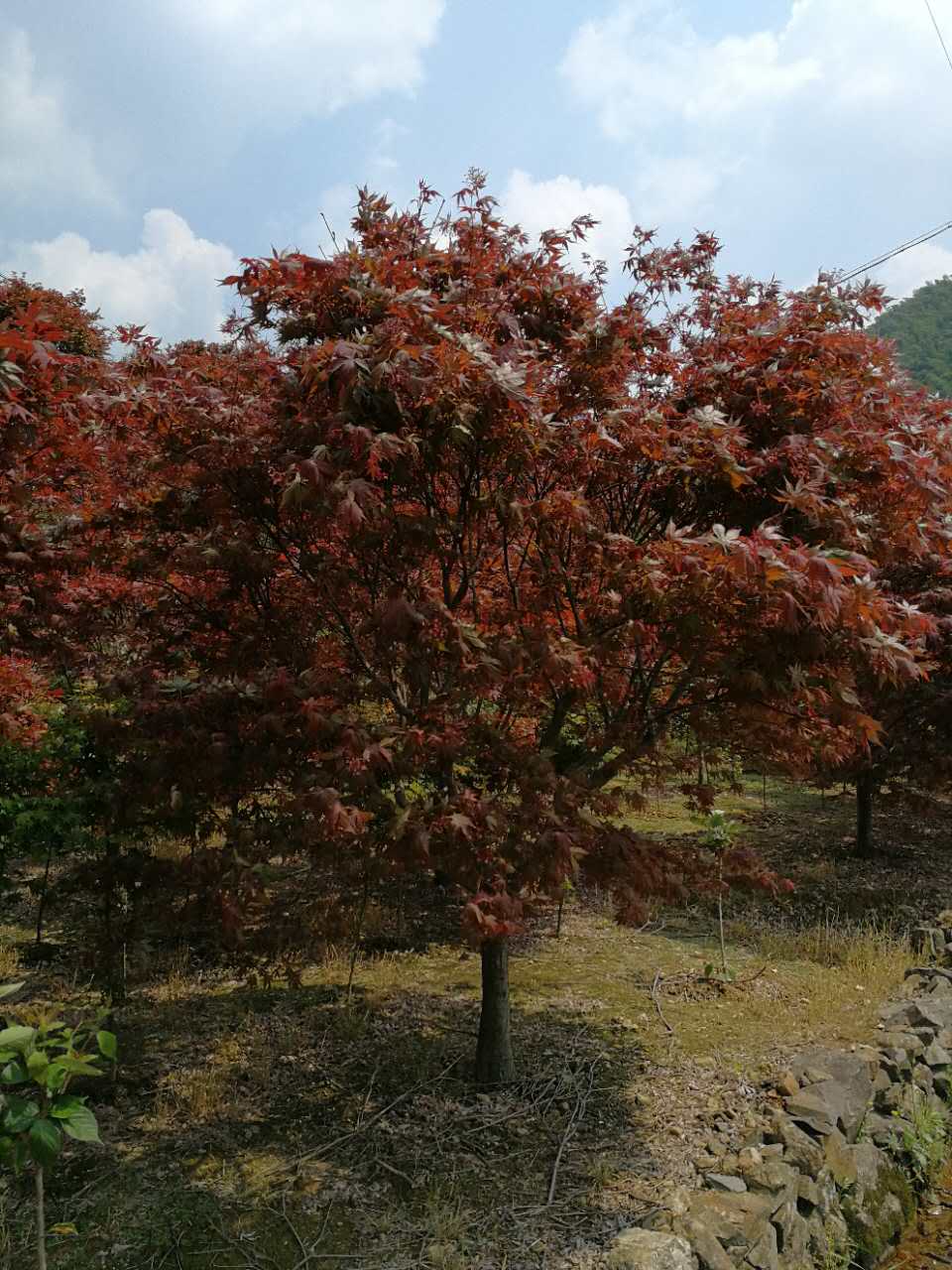 紅楓種植基地、紅楓供應(yīng)商、紅楓報價