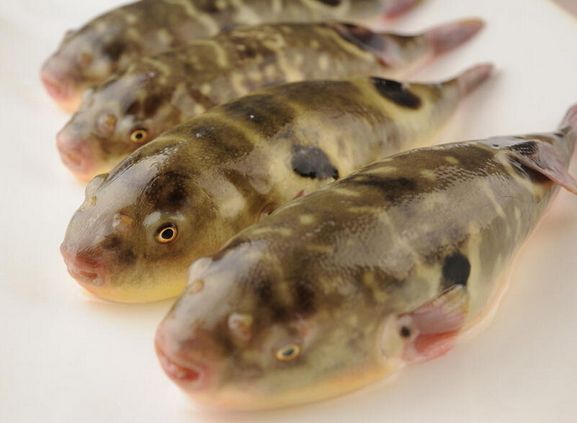 供應(yīng)廣東海魚、直銷廣東海魚、廣東海魚價格