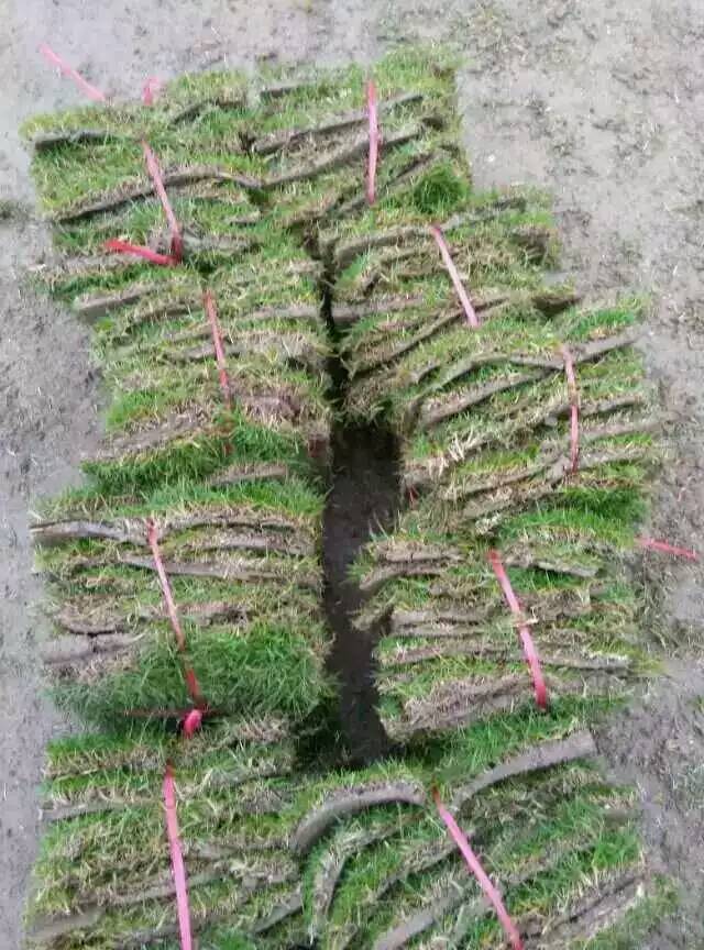 湖南郴州綠化草皮。馬尼拉草批發(fā)。馬尼拉草皮供應(yīng)