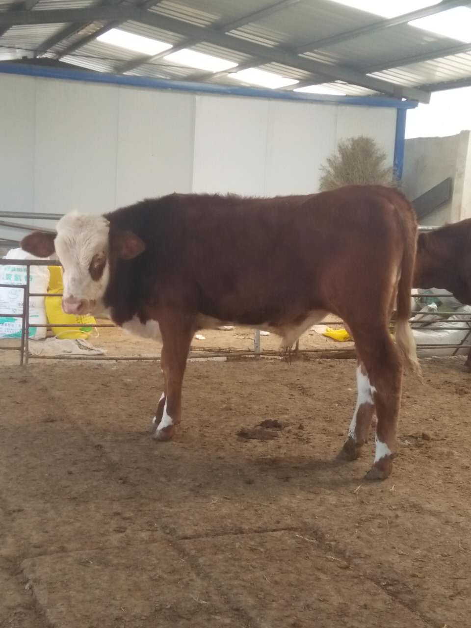 攀枝花肉牛西門塔爾牛漲價了嗎