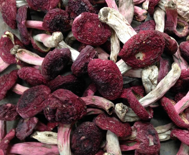 大紅菌 大紅菌 紅菇批發(fā)