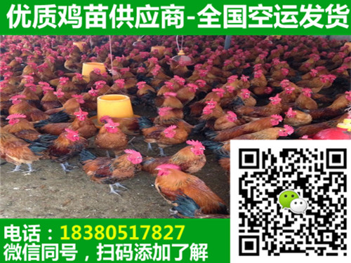 重慶長壽三黃雞苗報價,三黃雞苗