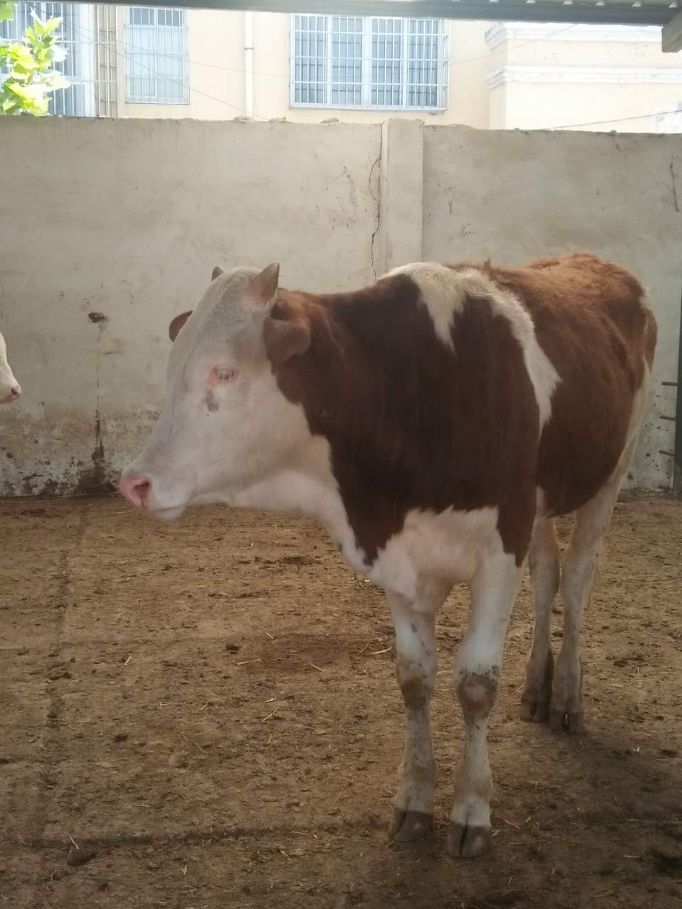 攀枝花肉牛西門塔爾牛漲價了嗎