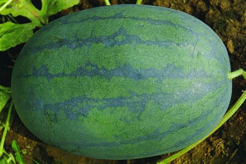 批發(fā)紅冠龍西瓜、直銷紅冠龍西瓜、紅冠龍西瓜價(jià)格