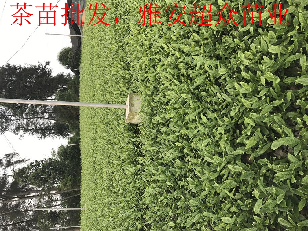 商洛茶葉苗，陜西青茶苗，綠茶苗