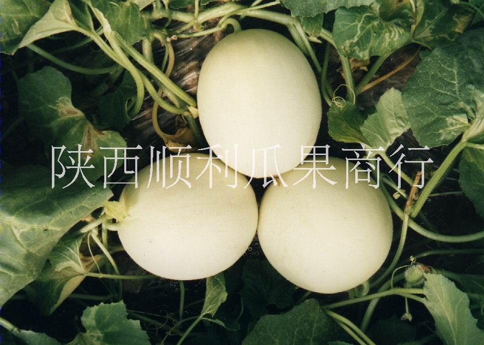 供應(yīng)陜西白皮香瓜甜瓜批發(fā)基地