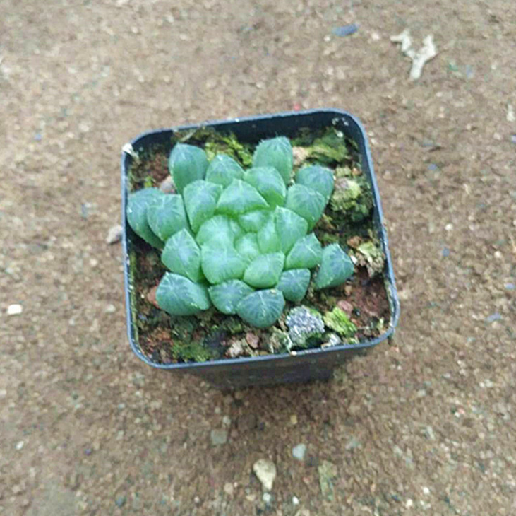 批發(fā)多肉植物 玉露防輻射植物