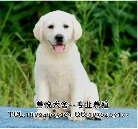 供應(yīng)純種拉布拉多犬 廣州哪里有賣拉布拉多 拉布拉多價(jià)格