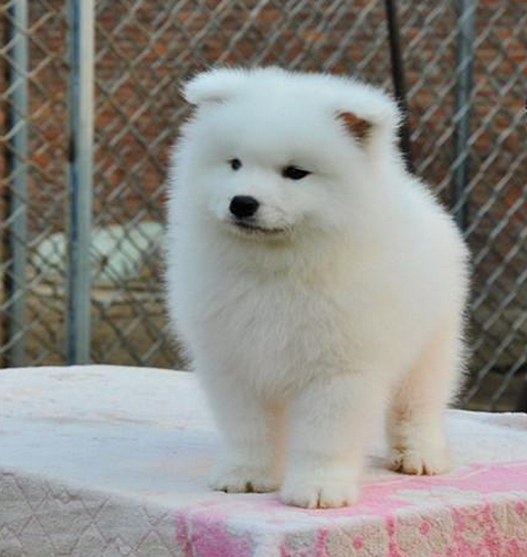 云南昆明純種薩摩耶犬價(jià)格、狗場(chǎng)純種薩摩耶犬出售