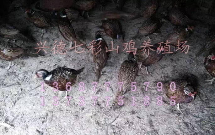 云南七彩山雞，云南山雞苗，云南山雞苗價格