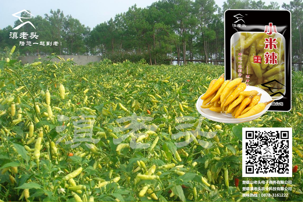 滇老頭滇老頭云南酸腌菜、小米辣批發(fā)云南酸腌菜、小米辣批發(fā)