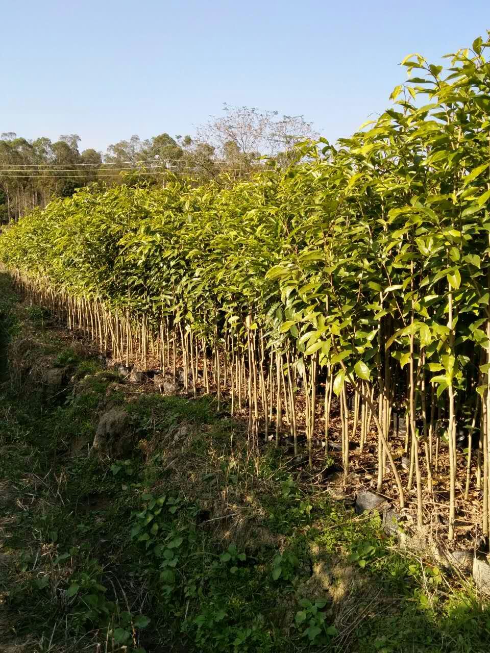 化州沉香杯苗供應(yīng)商 沉香杯苗報(bào)價(jià)  沉香杯苗基地