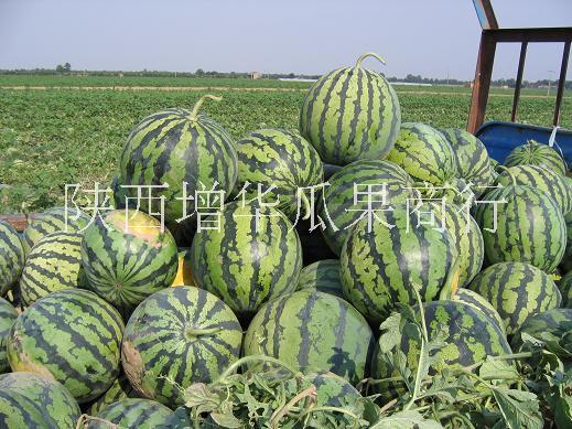 陜西京欣西瓜產(chǎn)地價(jià)格/陜西西瓜批發(fā)供應(yīng)基地 供應(yīng)京欣瓜批發(fā)基地 供應(yīng)京欣西瓜批發(fā)價(jià)格 陜西京欣西瓜供應(yīng)商 陜西京欣西瓜價(jià)