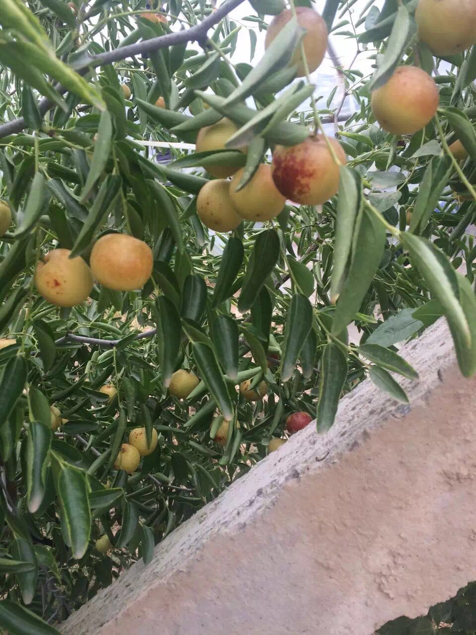 供應(yīng)嘎啦蘋(píng)果銷(xiāo)售行情，嘎啦蘋(píng)果一斤多少錢(qián)