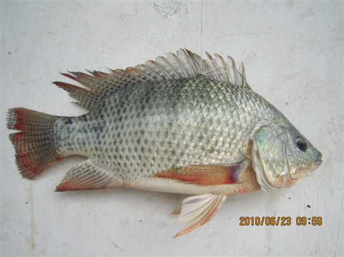 紅羅非魚苗基地 紅羅非魚苗價格 廣東紅羅非魚苗哪里好 紅羅非魚苗多少錢 從事養(yǎng)殖紅羅非魚苗 肇慶紅羅非魚苗 優(yōu)質(zhì)紅羅非魚