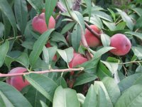 供應(yīng)陜西優(yōu)質(zhì)毛桃價(jià)格 陜西毛桃銷售中心