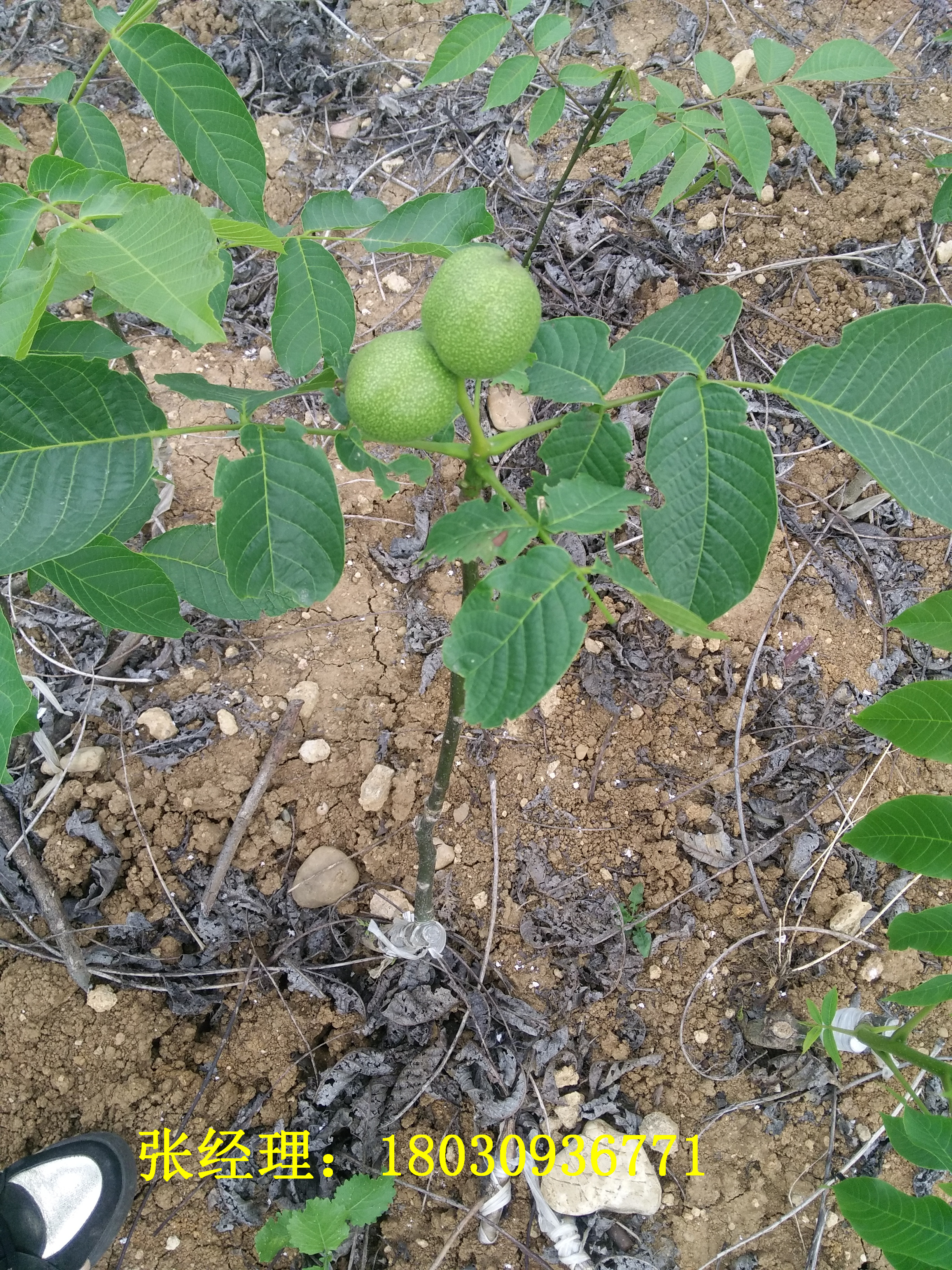 川早核桃苗，川早核桃苗的栽植