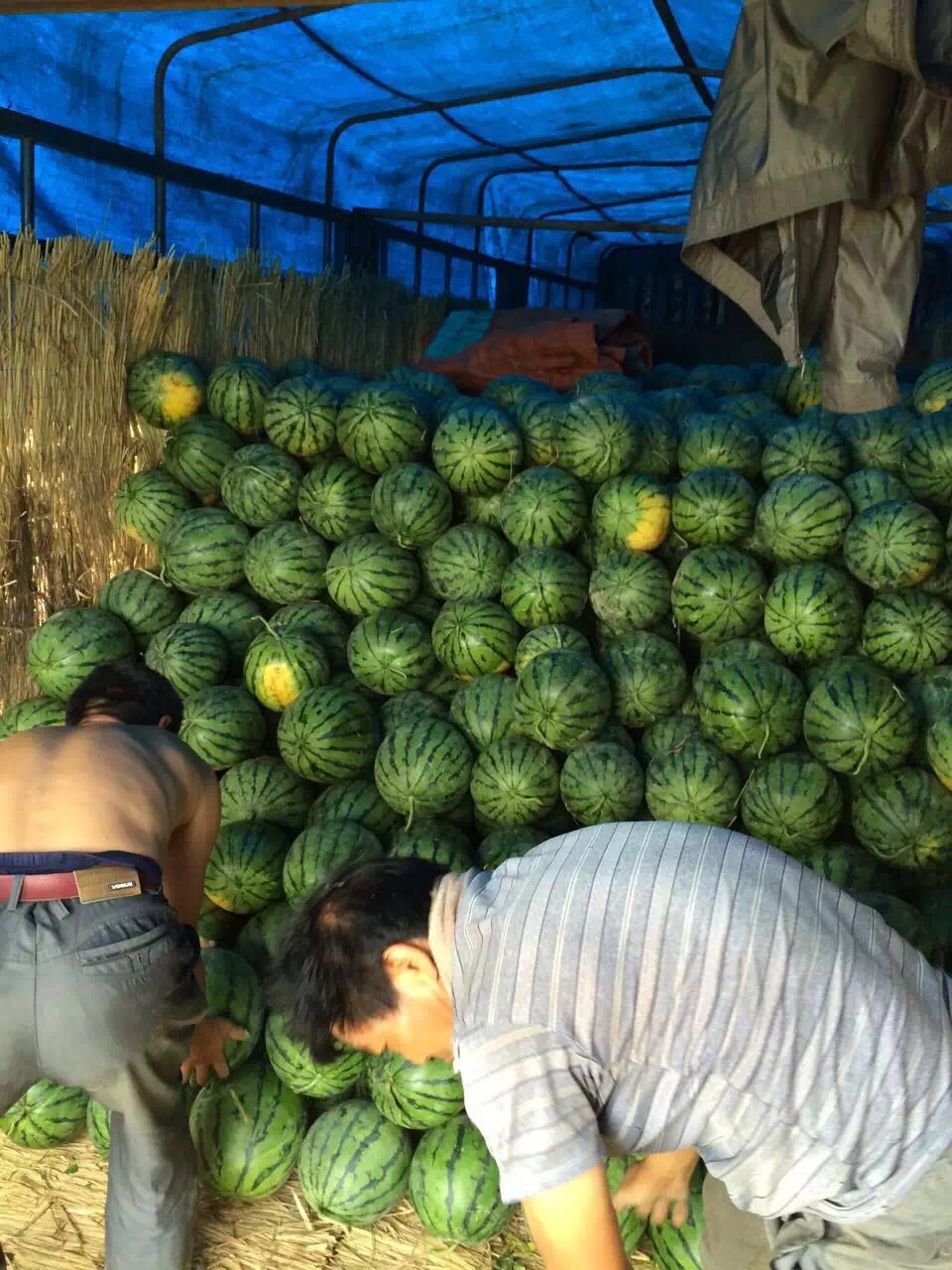 陜西京欣西瓜價格 陜西京欣西瓜電話，陜西京欣西瓜報價