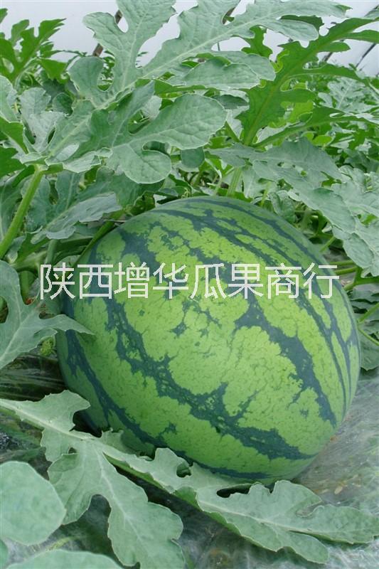 陜西京欣西瓜產(chǎn)地價(jià)格/陜西西瓜批發(fā)供應(yīng)基地 供應(yīng)京欣瓜批發(fā)基地 供應(yīng)京欣西瓜批發(fā)價(jià)格 陜西京欣西瓜供應(yīng)商 陜西京欣西瓜價(jià)