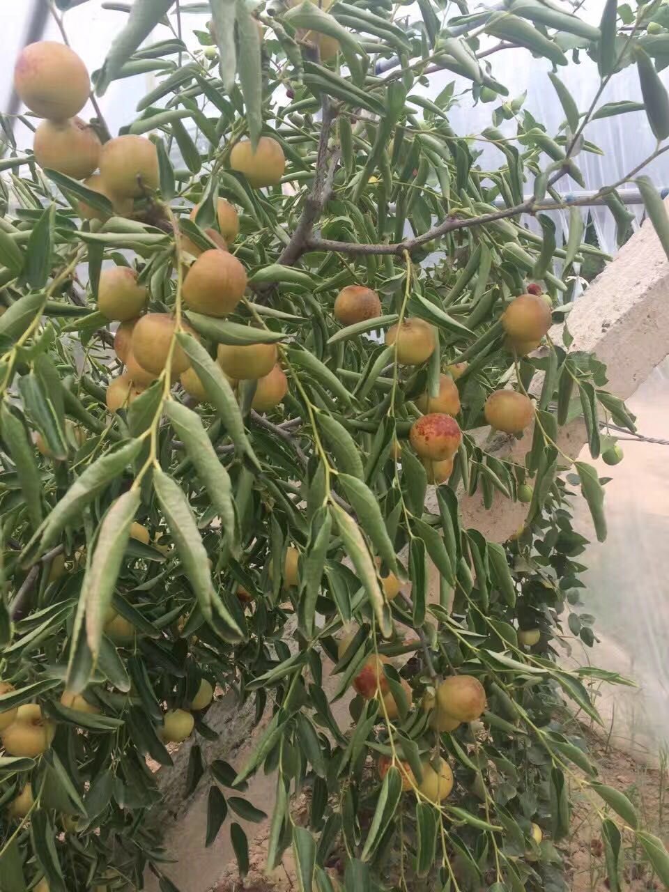 供應(yīng)嘎啦蘋(píng)果銷(xiāo)售行情，嘎啦蘋(píng)果一斤多少錢(qián)