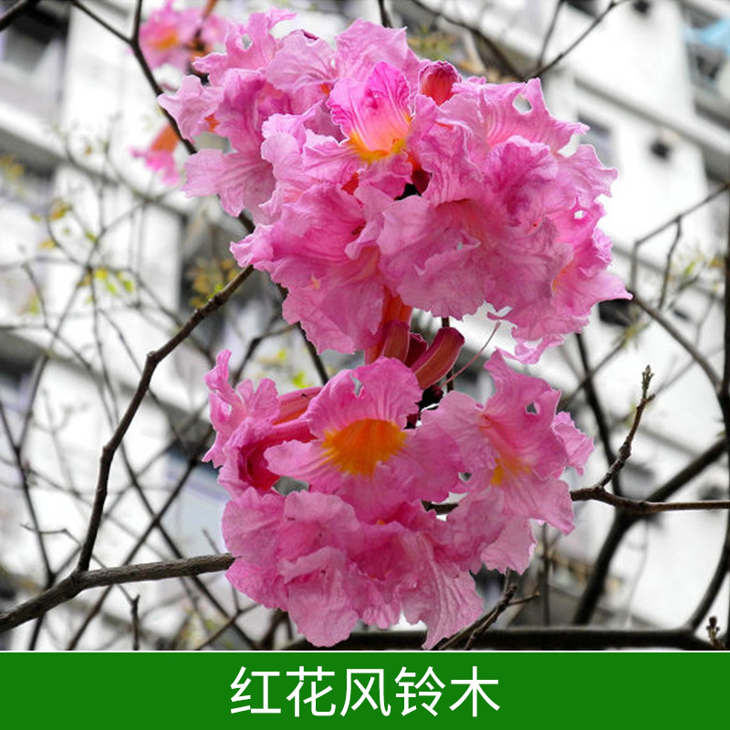 紅花風(fēng)鈴木園林綠化苗木紅花風(fēng)鈴木樹(shù)苗價(jià)格實(shí)惠公園小區(qū)綠植紅花風(fēng)鈴木種植基地