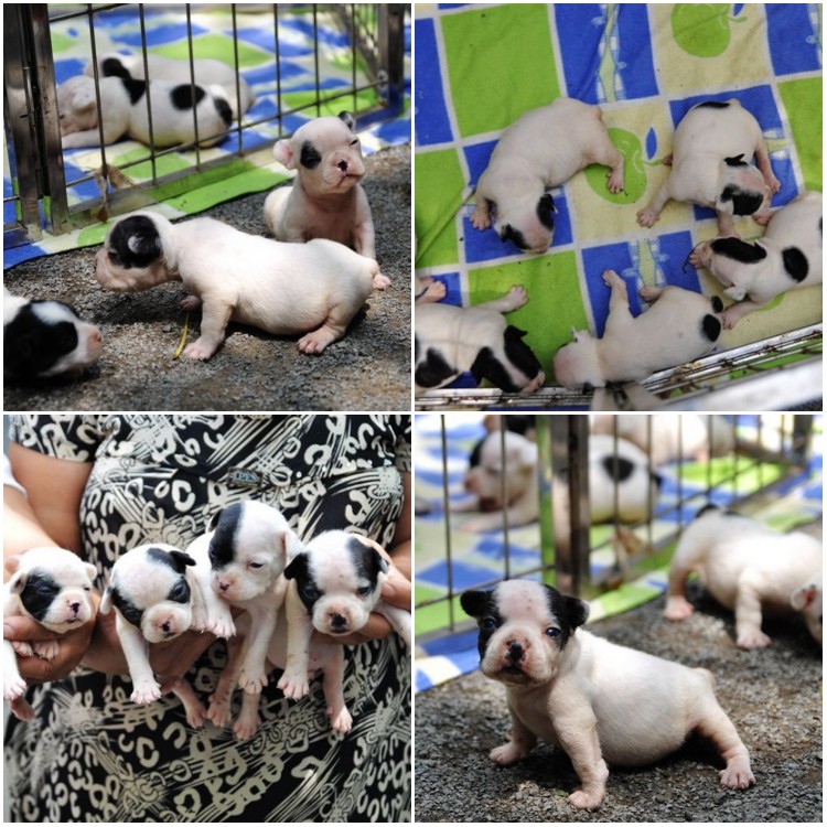 純種法國*犬深圳哪里出售*犬純種健康的法牛哪里有賣深圳哪里可以買到健康的狗狗