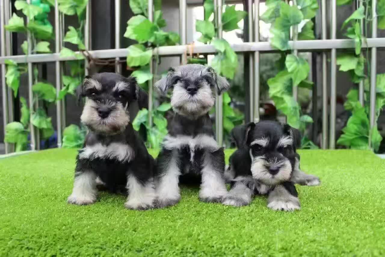 純種雪納瑞在佛山哪里有的出售狗場*純種名犬