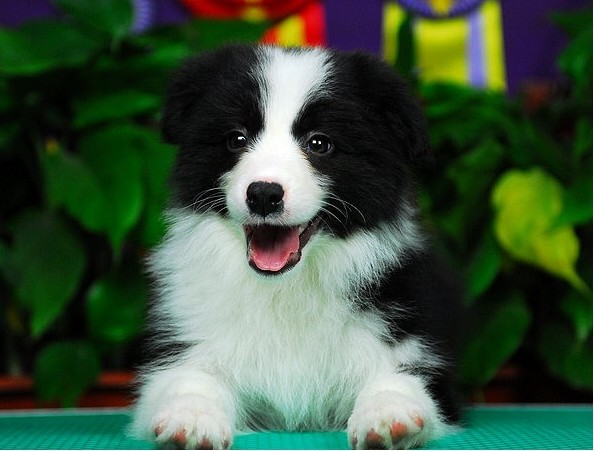 純種邊境牧羊犬在江門哪里可以買到健康的邊牧江門哪里的邊牧健康江門哪里出售邊牧 江門邊牧多少錢