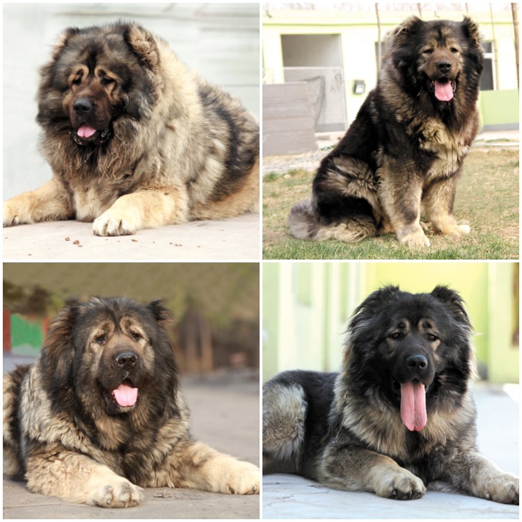 純種高加索犬 廣州高加索幼犬廣州高加索小狗廣州高加索狗場出售健康純種高加索犬