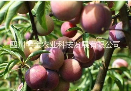 眉山丹棱脆紅李枝條批發(fā)_脆紅李子苗批發(fā)-苧金農(nóng)業(yè)