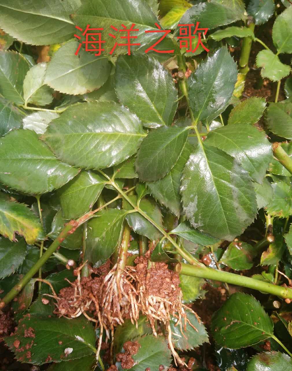 云南玫瑰花苗批發(fā)@云南玫瑰花苗多少錢@云南玫瑰花苗批發(fā)價格
