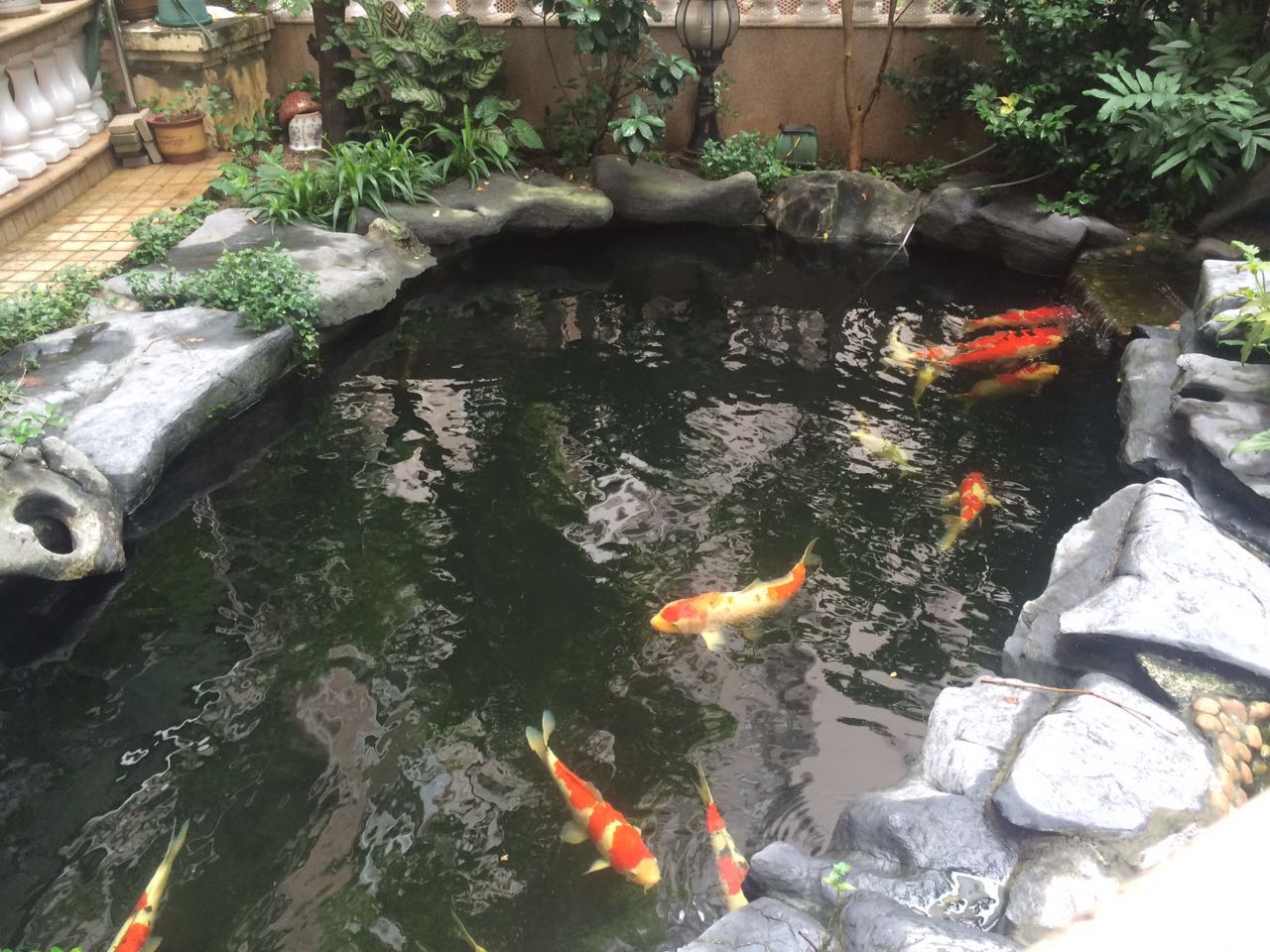 專業(yè)清洗魚(yú)缸價(jià)格多少錢(qián) 廣州魚(yú)缸清潔價(jià)格 廣州魚(yú)缸清潔公司