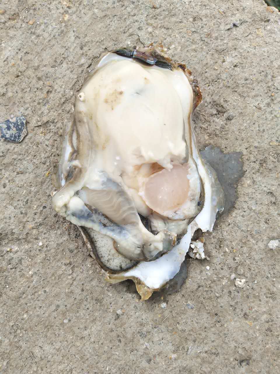 生蠔批發(fā) 威海鮮活牡蠣 水產(chǎn)品海蠣子