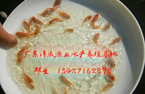 彩虹鯛紅羅非 廣東彩虹鯛紅羅非哪里好 廣東彩虹鯛紅羅非多少錢