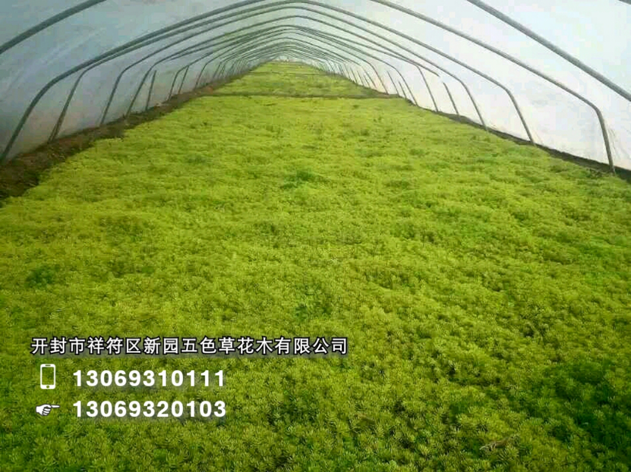 開封新園五色草造型素材--五色草