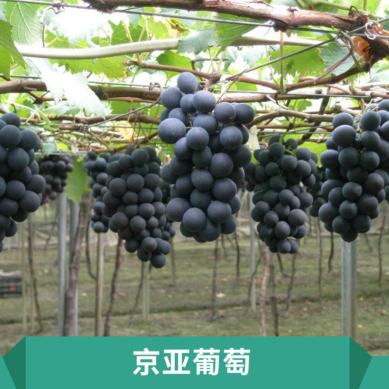 京亞葡萄抗病力強抗寒力強耐運輸適應性強樹勢中庸穩(wěn)產高產價格實惠京亞葡萄生產基地