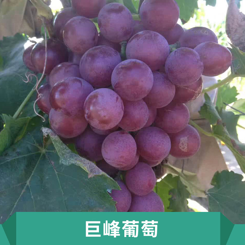 供應(yīng) 河北保定葡萄 保定葡萄出售 保定葡萄生產(chǎn) 保定葡萄直銷